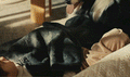 Heated Blanket